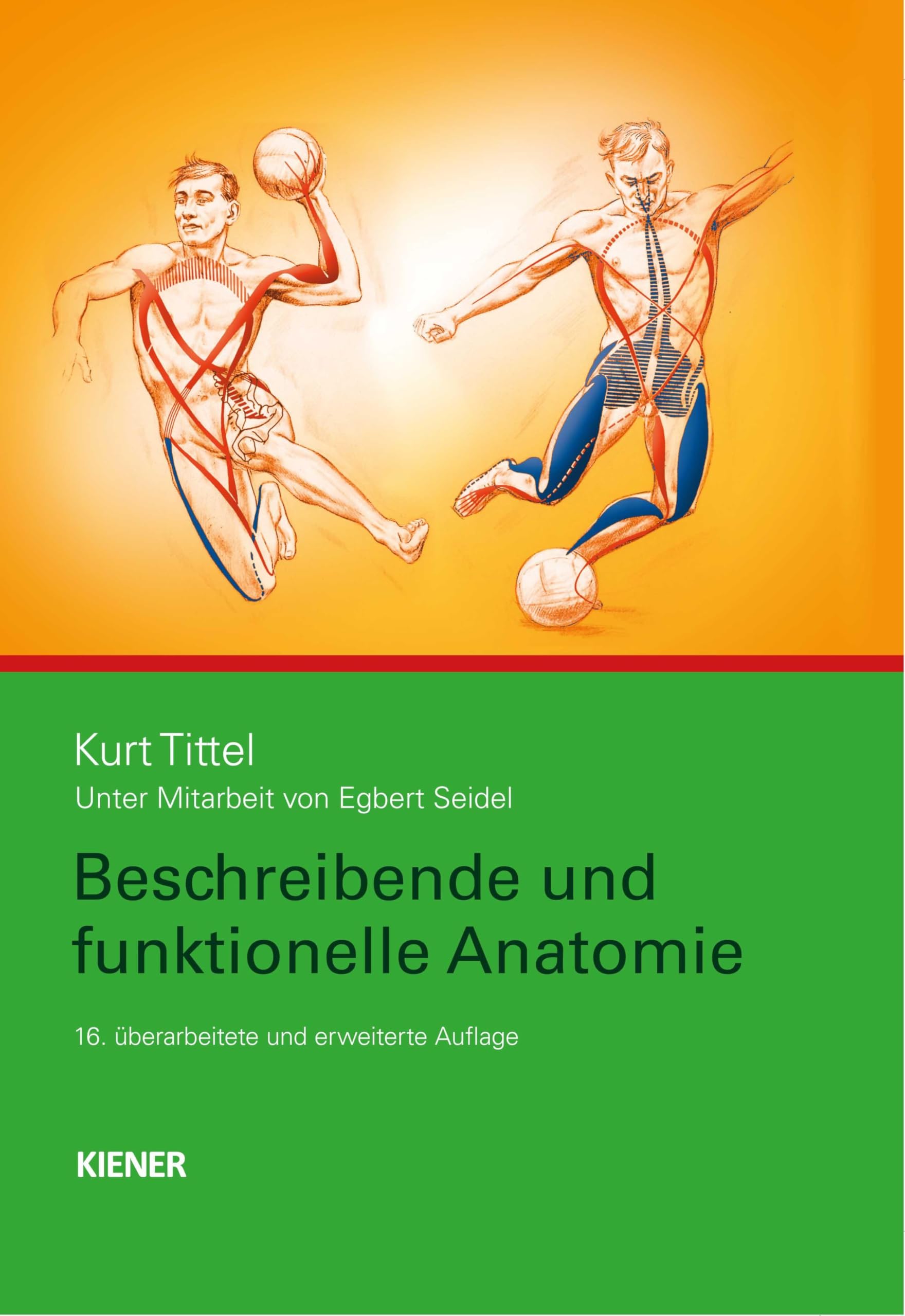 Beschreibende und funktionelle Anatomie Medicine