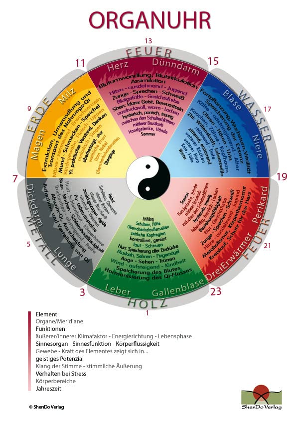 Organuhr-Schaubild DIN A 2 Medicine