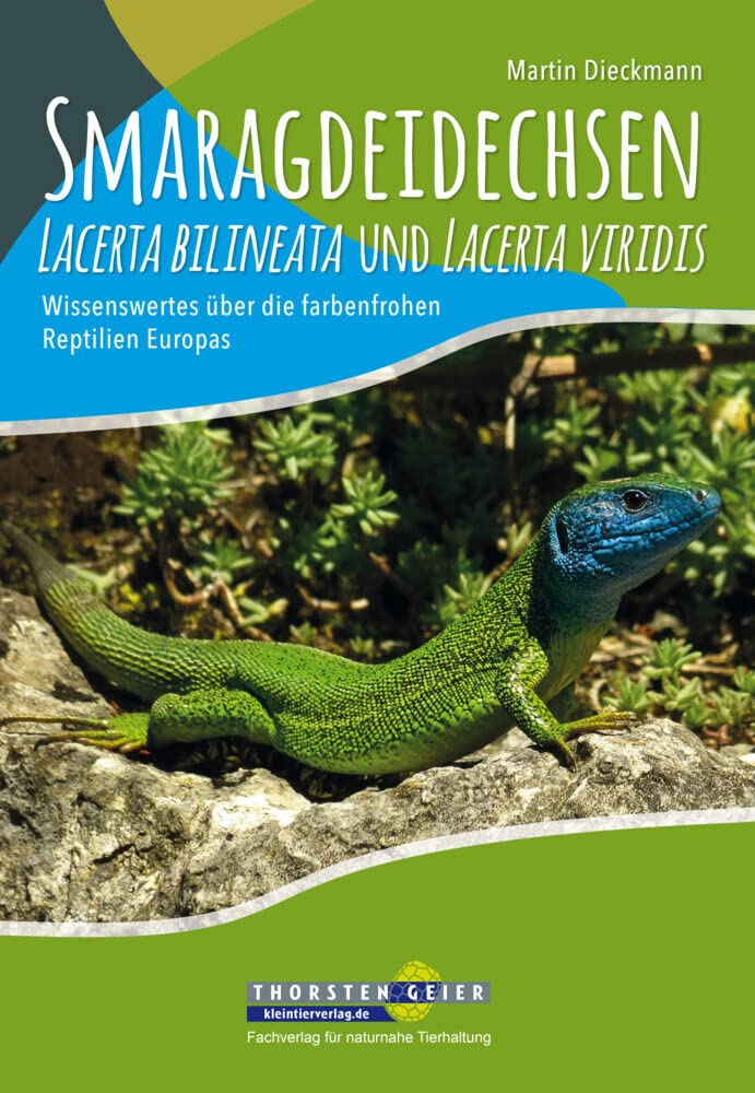 Smaragdeidechsen Lacerta bilineata und Lacerta viridis: Wissenswertes über die farbenfrohen Reptilien Europas Pets