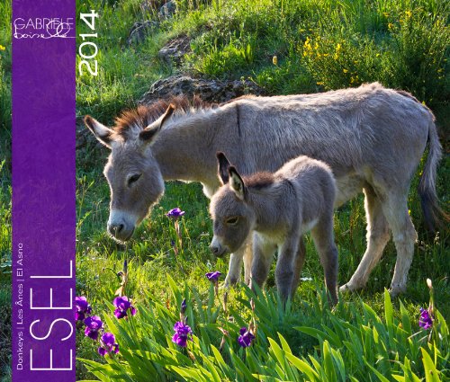 Esel 2014 Kalender - 46x39 cm Calendars