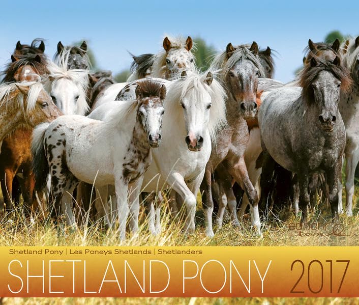 Shetland Pony 2017: Shetland Pony Photography