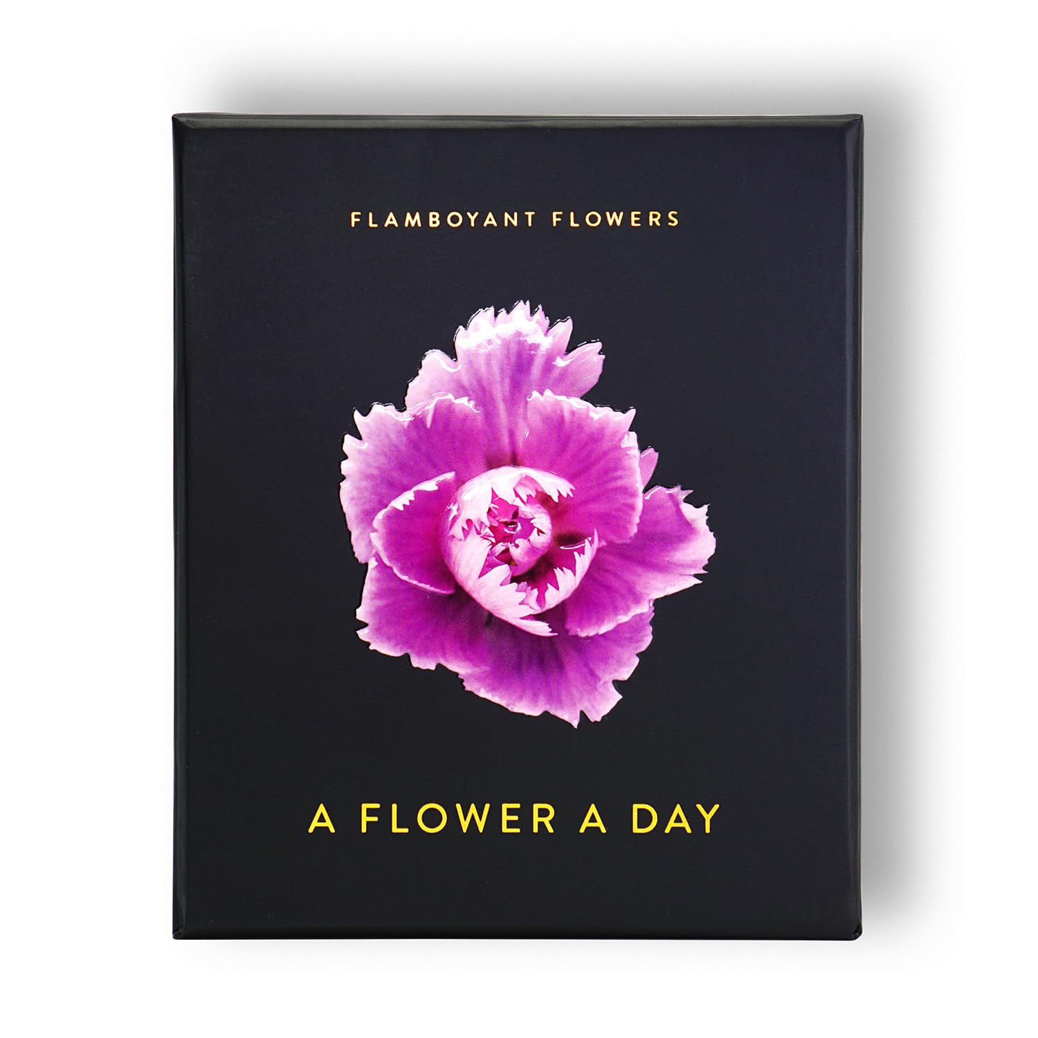 Flamboyant Flowers: A Flower A Day Photography