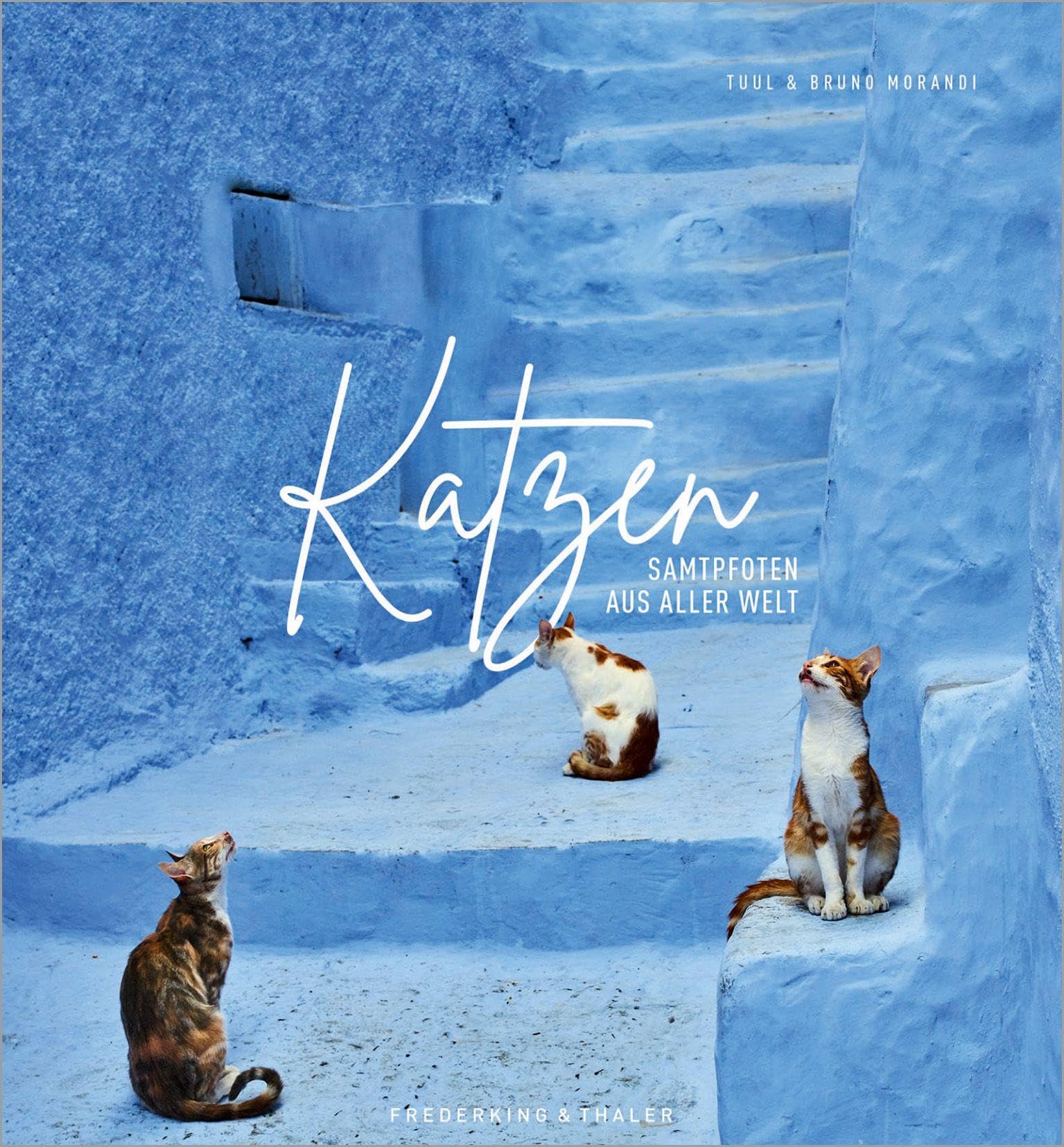 Katzen Photography