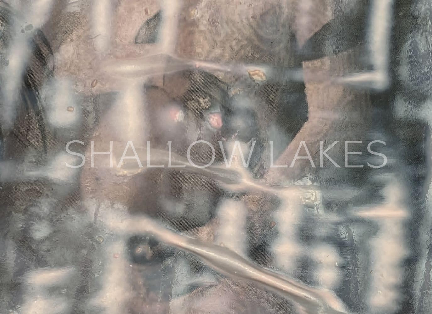 shallow lakes book