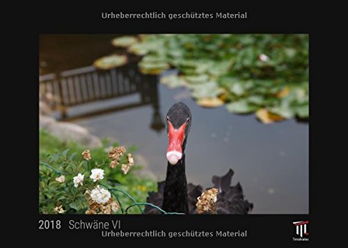 Schwäne VI 2018 - Timokrates Wandkalender, Bilderkalender, Fotokalender - DIN A3 (42 x 30 cm) Leisure, Home & Garden