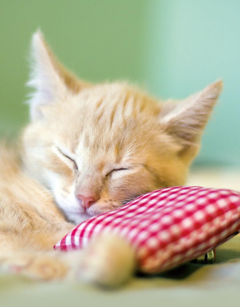 Product Image: Kitten