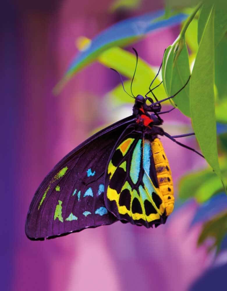 Product Image: Butterfly