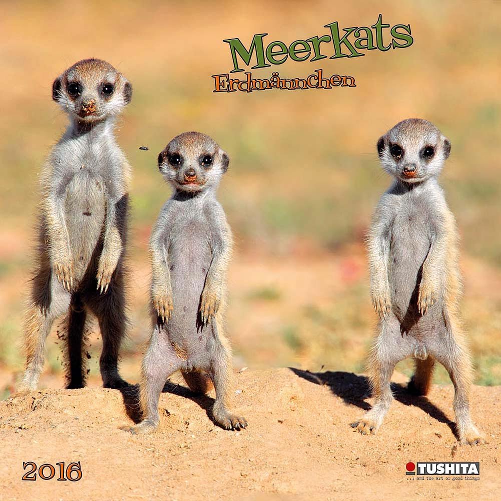 Product Image: Meerkats 2016: Kalender 2016 (Wonderful World)