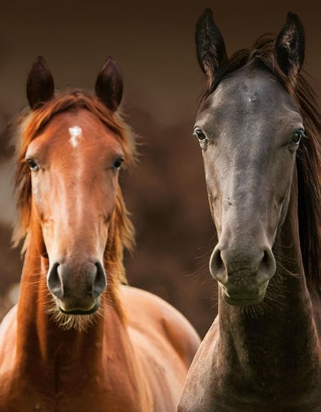 Product Image: Magic Horses Blankbook