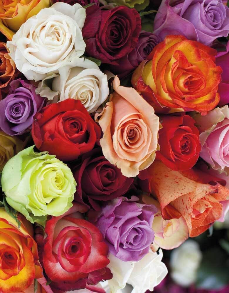 Product Image: Roses