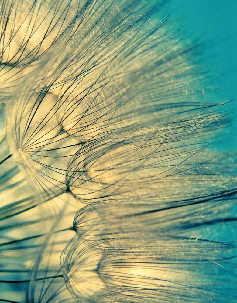 Zen Nature II Blankbook Photography