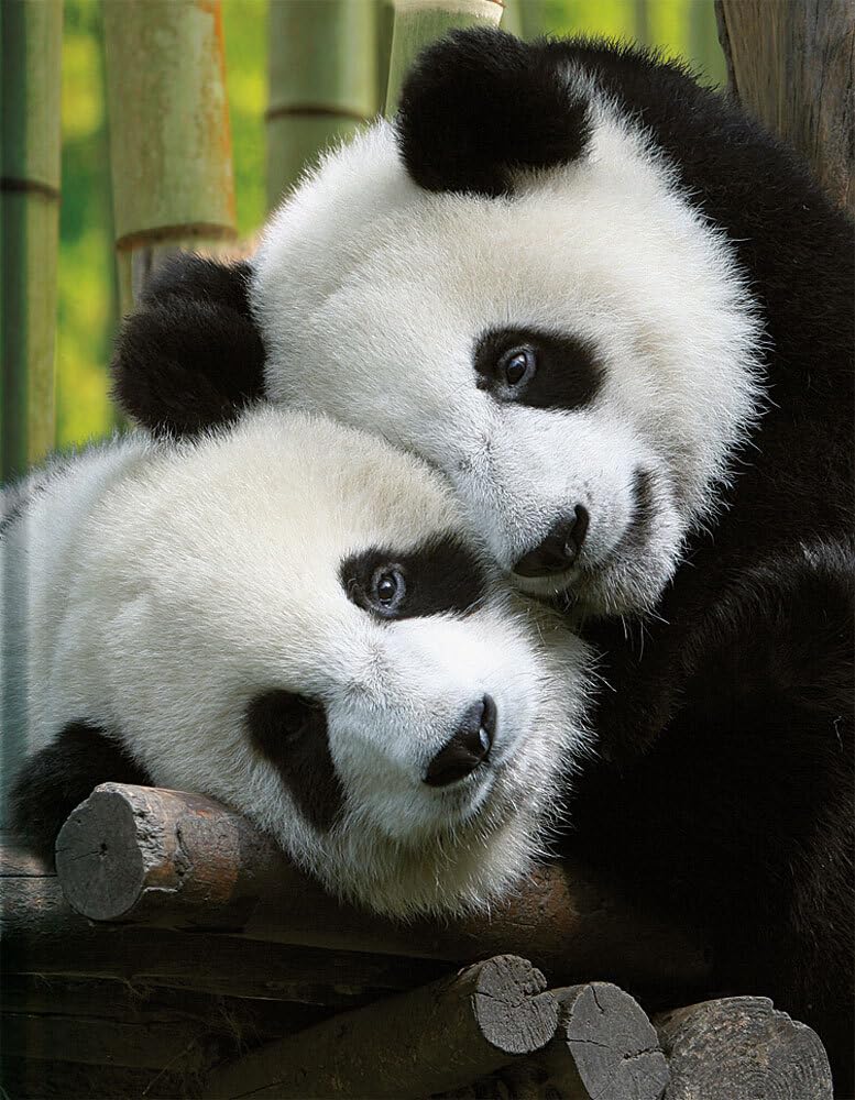 Pandas: Blankbook (Blankbook (RB906)) Film, Art & Culture