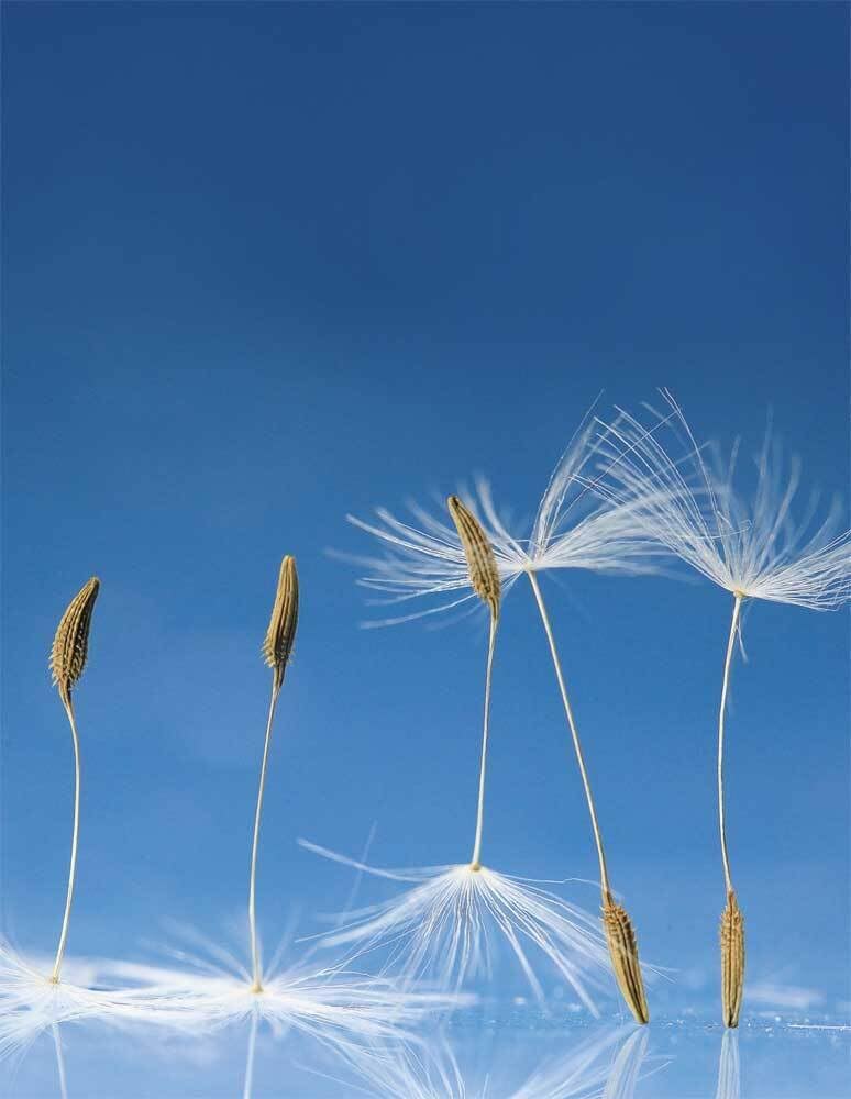Dandelion: Blankbook (Blankbook (RB906)) Film, Art & Culture