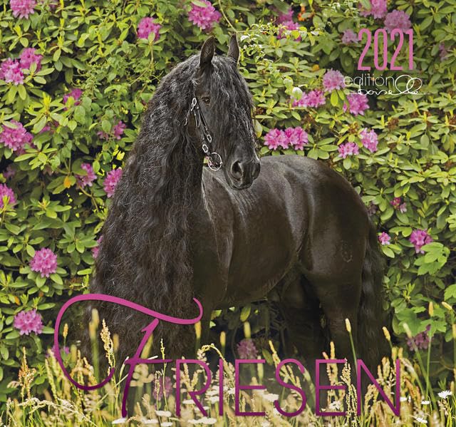 Friese 2021: Friesen Pferde Leisure, Home & Garden