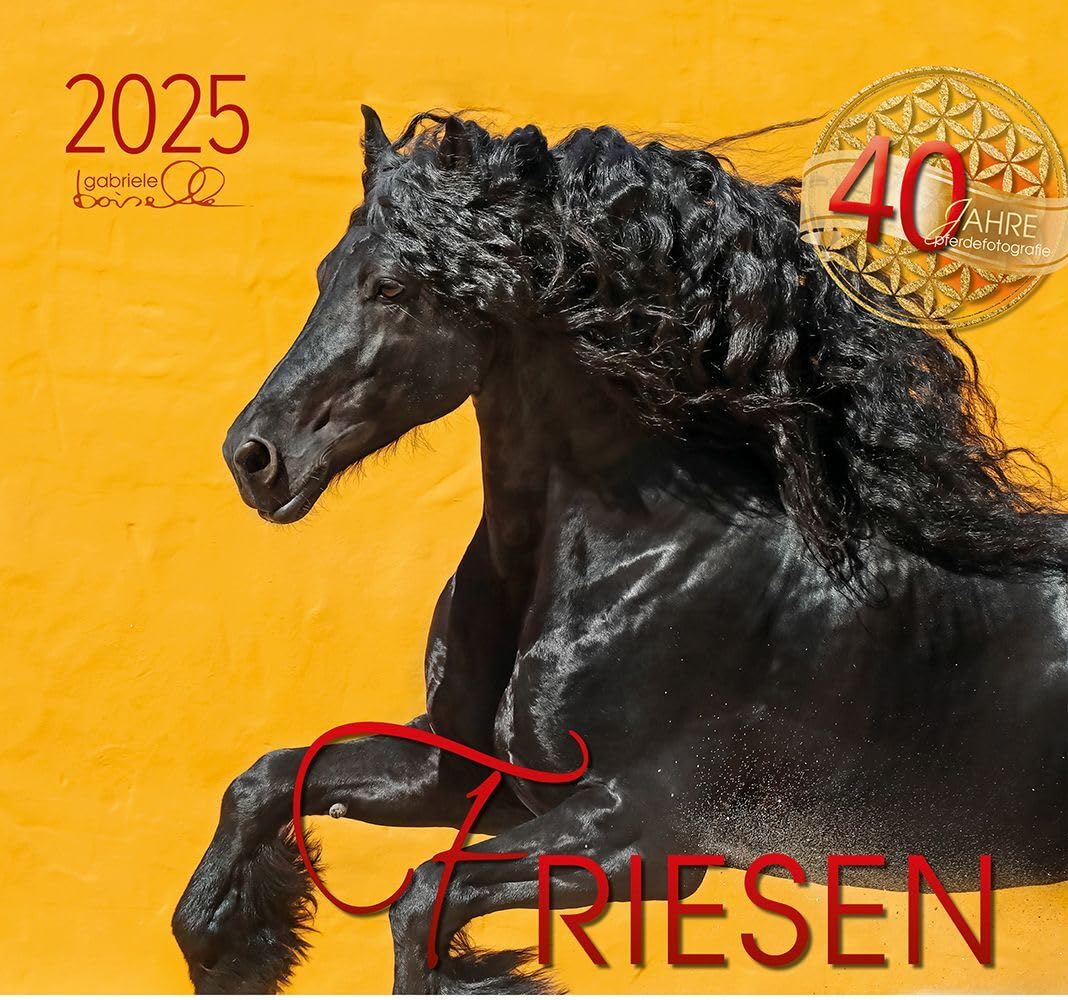 Friesen 2025: Friesen Pferde Photography