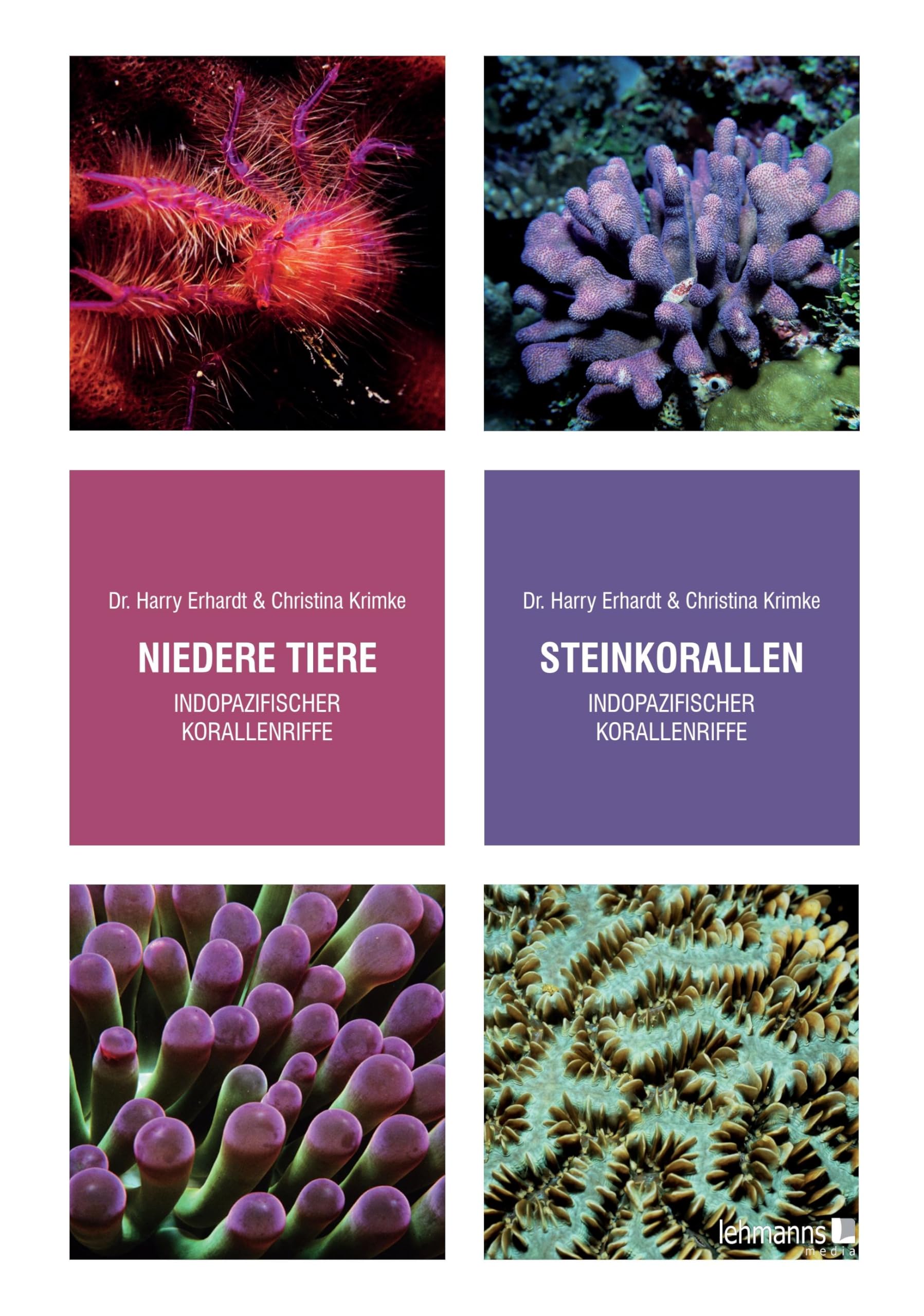 Steinkorallen/Niedere Tiere indopazifischer Korallenriffe Geology & Geography