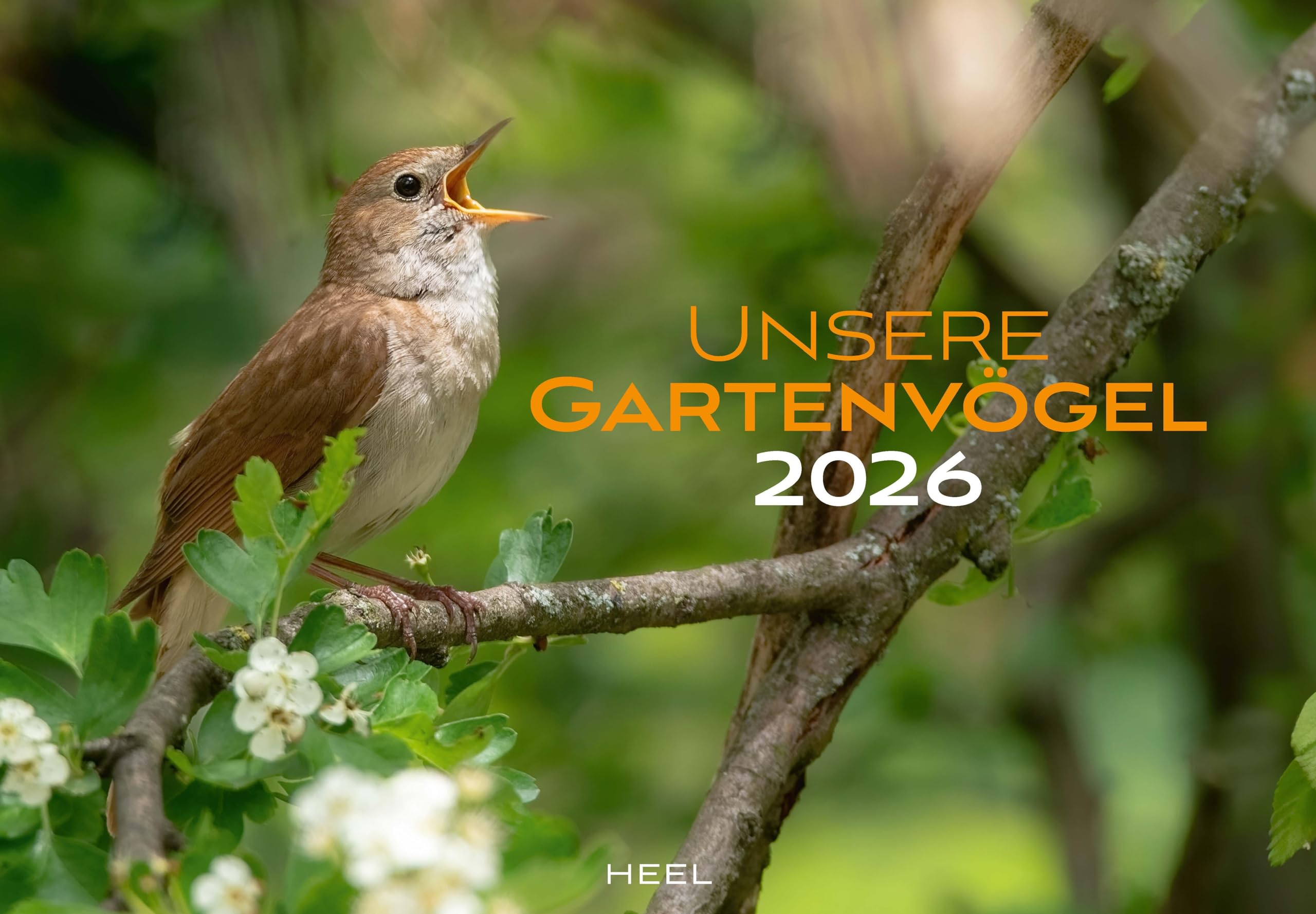 Unsere Gartenvögel Kalender 2026: Farbenprächtige Bilder unserer heimischen Vogelvielfalt. Wandkalender Vögel Leisure, Home & Garden