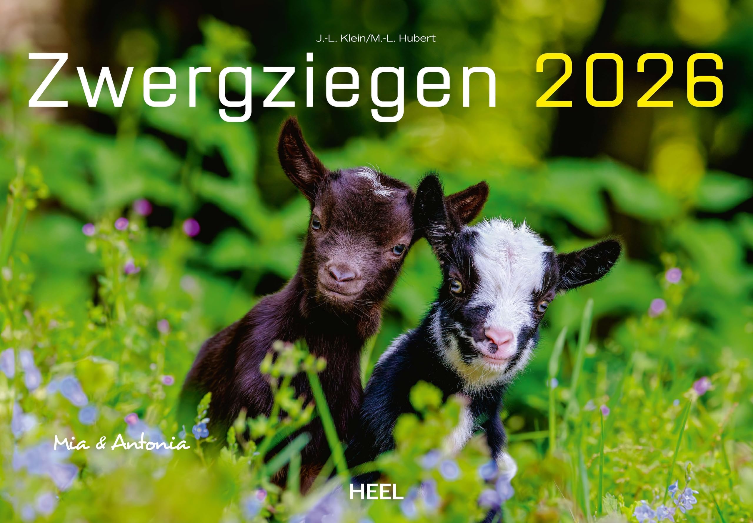 Kalender Zwergziegen 2026: 12 süße Zwergziegen mit charmanten Namen Pets