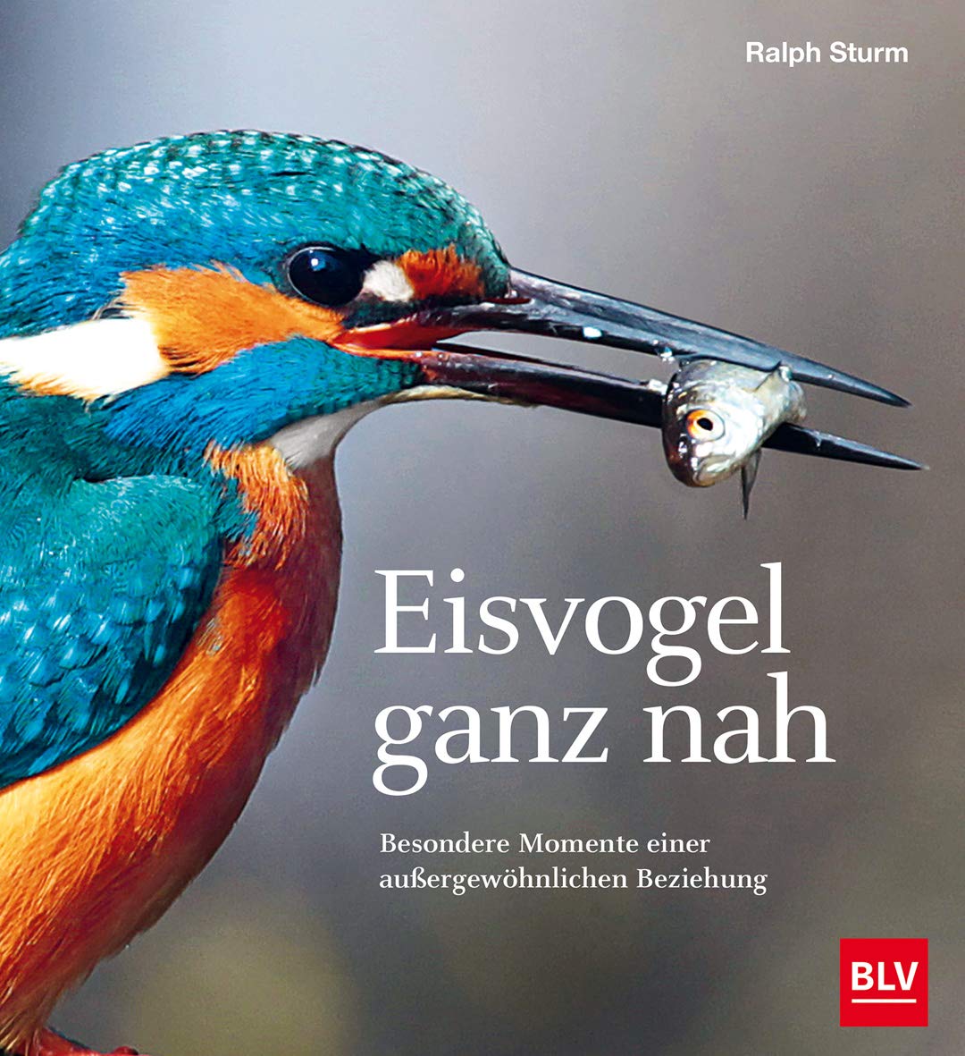 Product Image: Eisvogel ganz nah