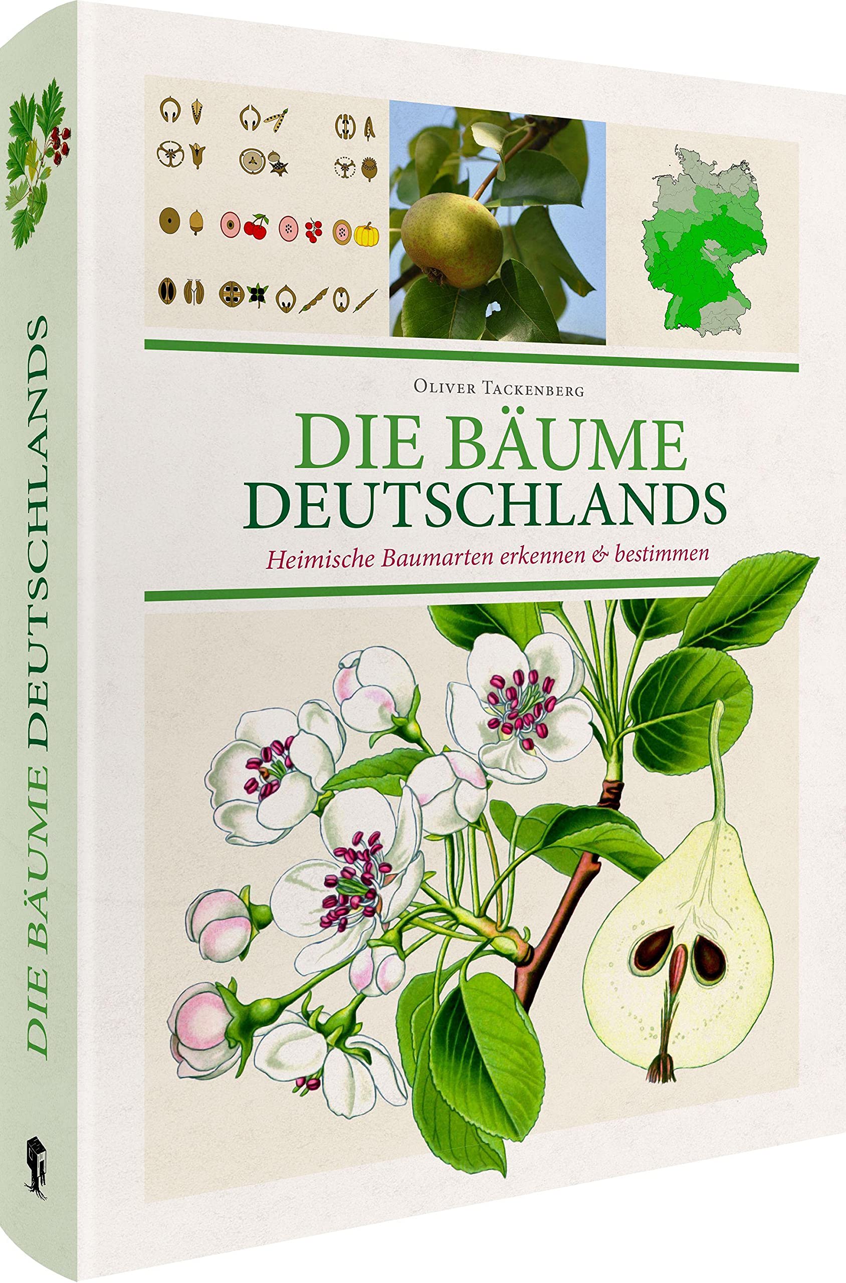 Die Bäume Deutschlands: Heimische Baumarten erkennen & bestimmen book