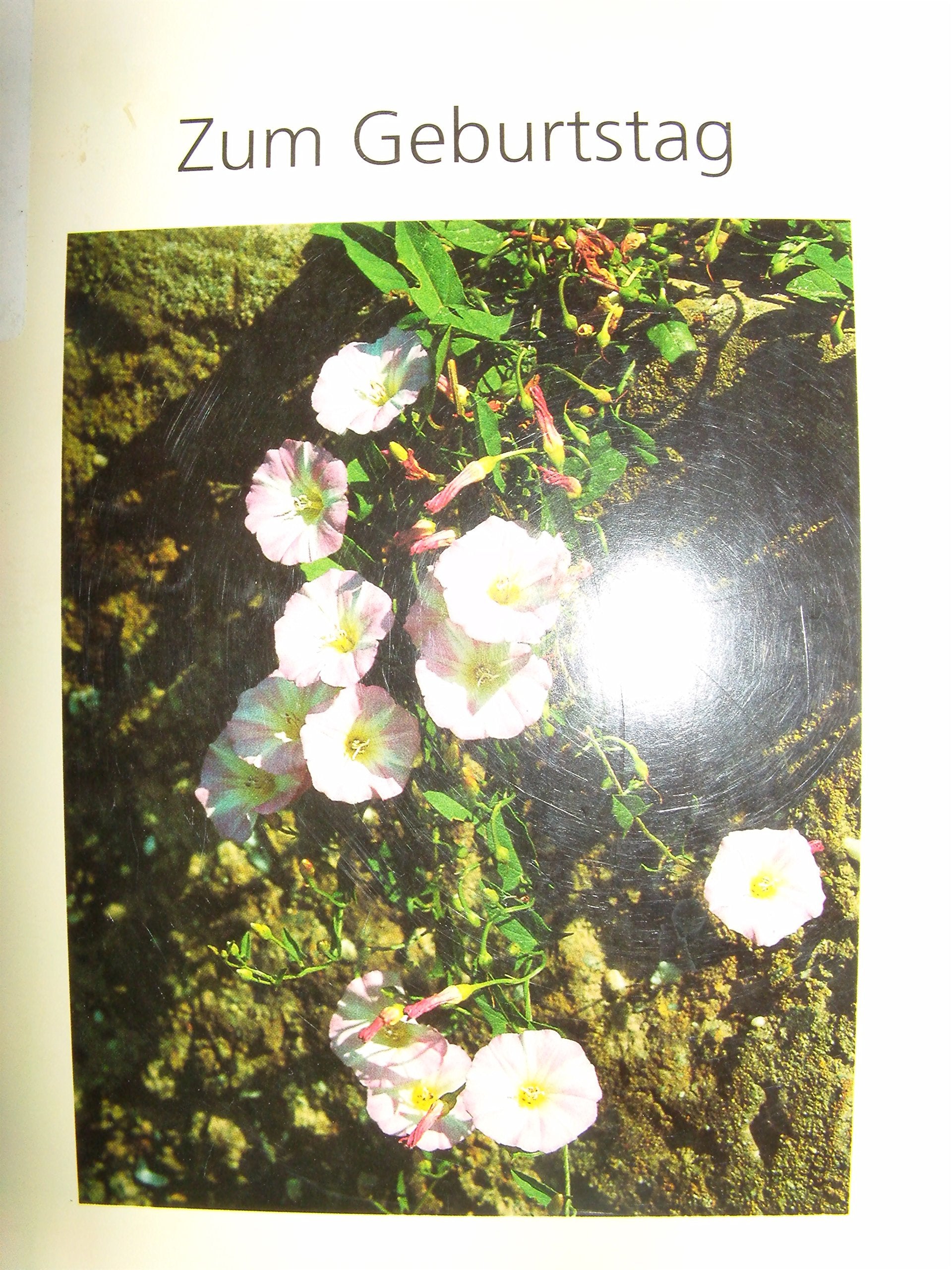 Zu sein ist Wunder genug: Zum Geburtstag (Edition Wort und Bild) Books