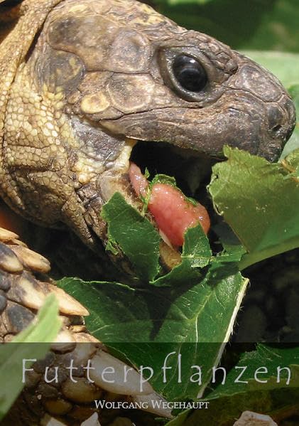 Futterpflanzen: Futterpflanzen für Schildkröten und Echsen Futterpflanzen für Europäische Schildkröten Pets