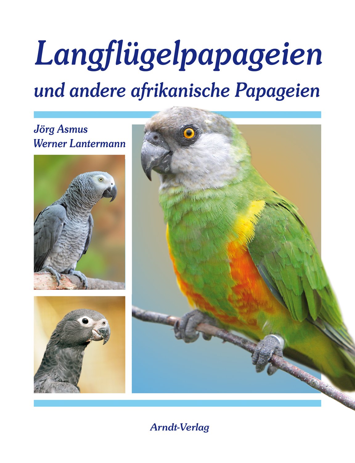Langflügelpapageien und andere afrikanische Papageien Pets