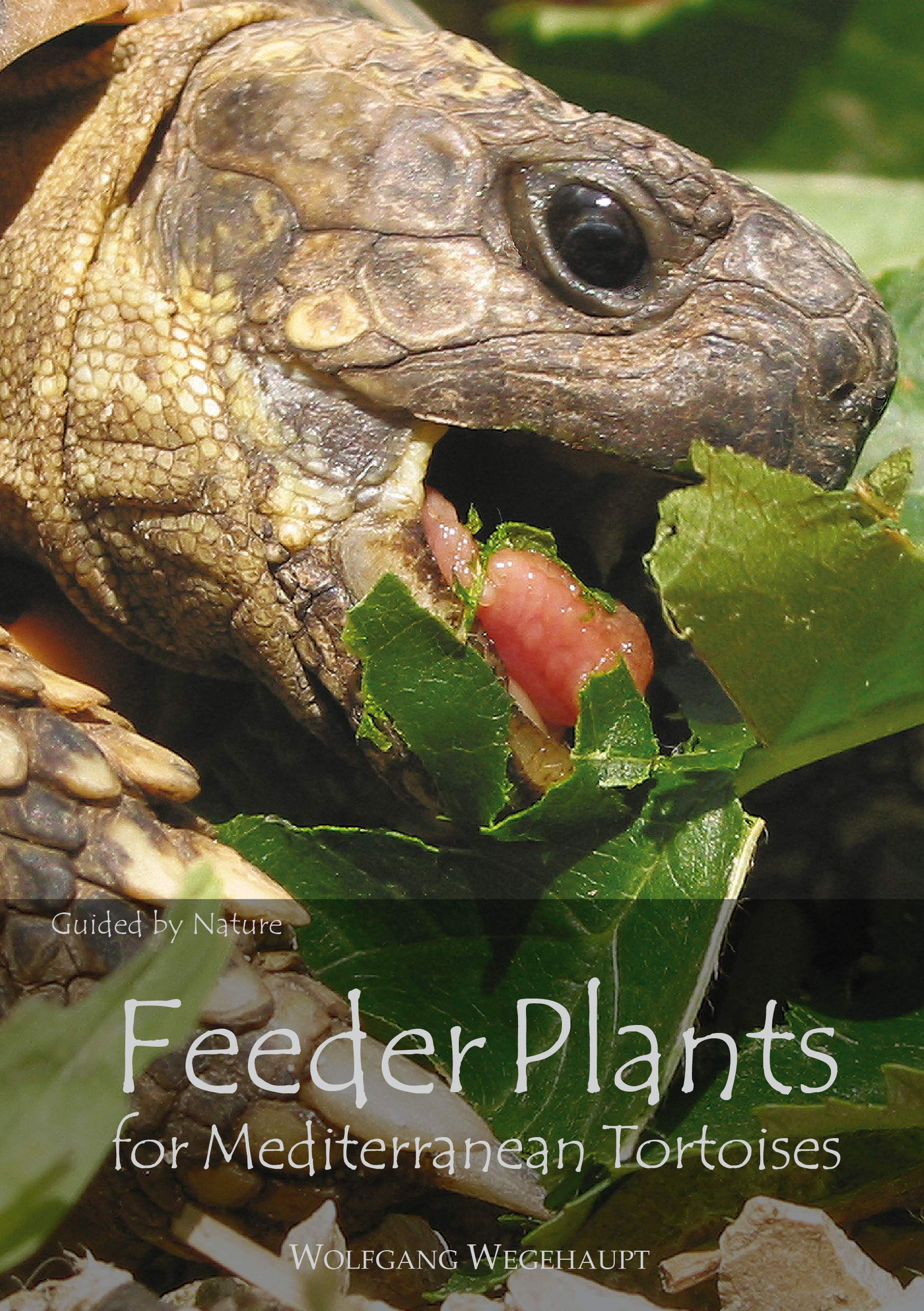 Feeder Plants for Mediterranean Tortoises Pets