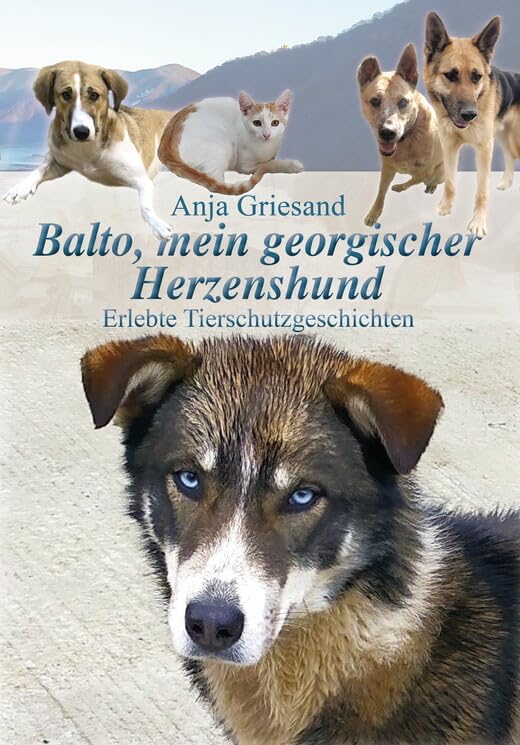 Balto, mein georgischer Herzenshund Pets