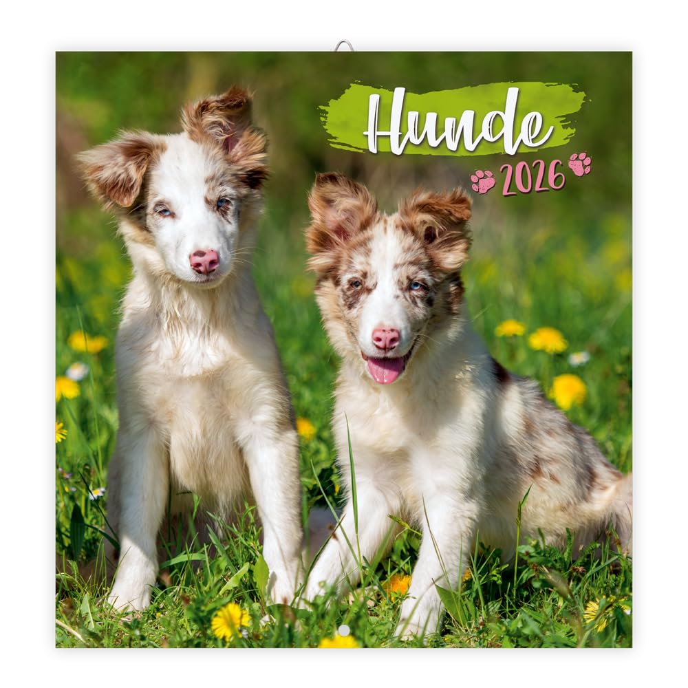 TRÖTSCH - Broschürenkalender Hunde 2026: Wandplaner Lifestyle