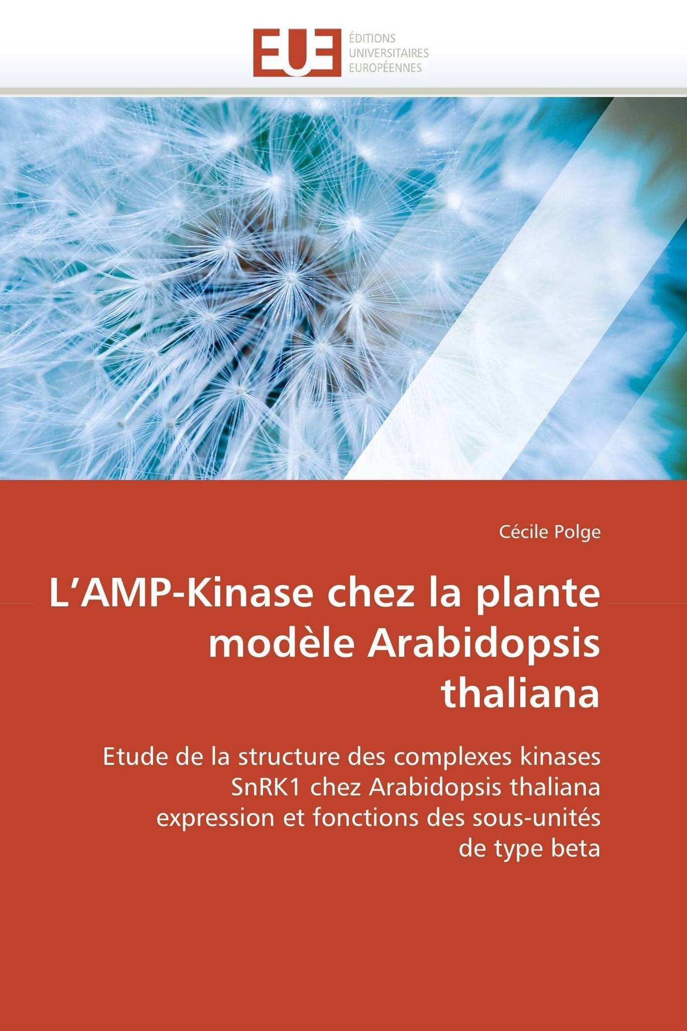 L’AMP-Kinase chez la plante modèle Arabidopsis thaliana: Etude de la structure des complexes kinases SnRK1 chez Arabidopsis thaliana expression et fonctions des sous-unités de type beta book
