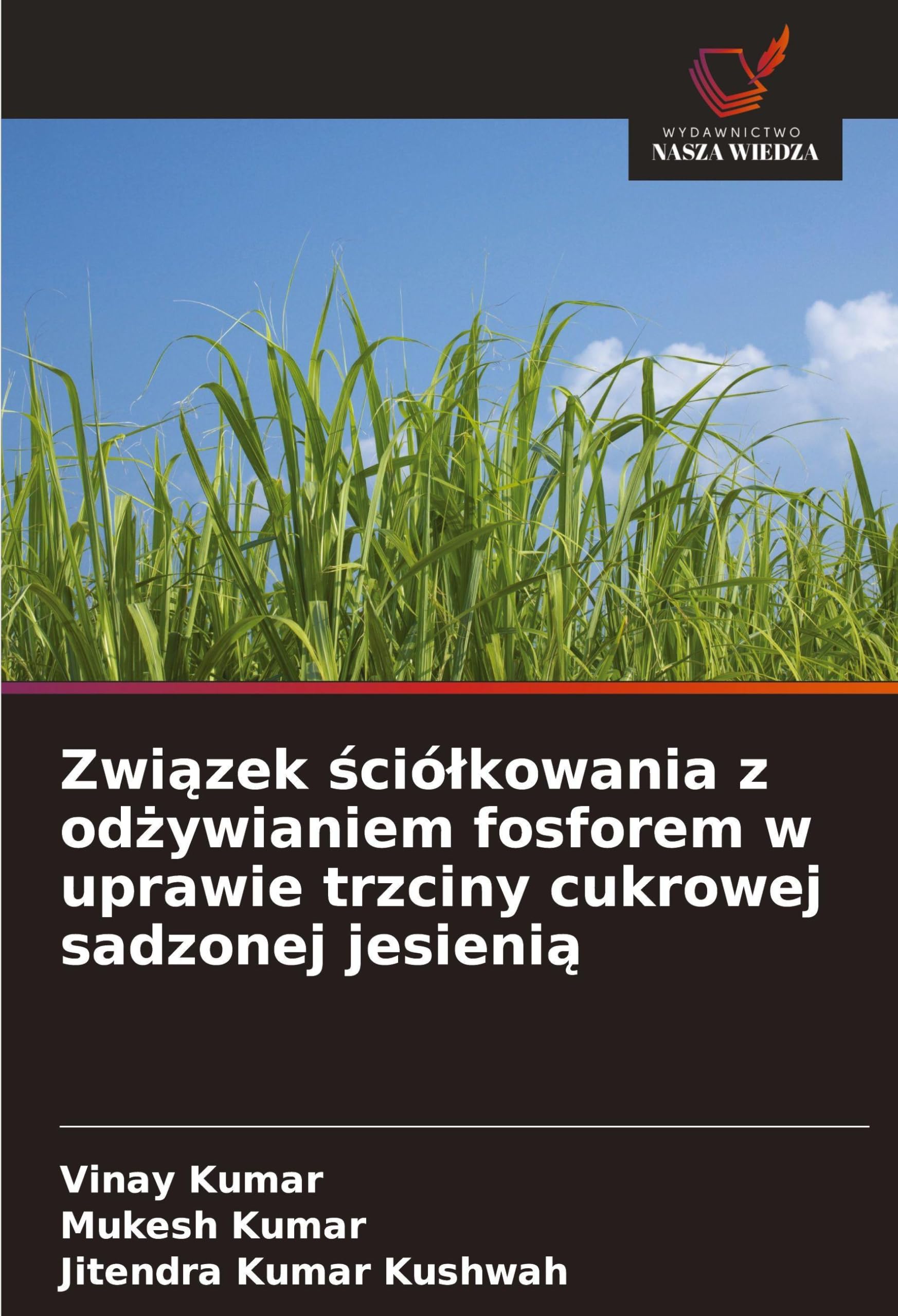 Zwi¿zek ¿ció¿kowania z od¿ywianiem fosforem w uprawie trzciny cukrowej sadzonej jesieni¿ Natural Sciences