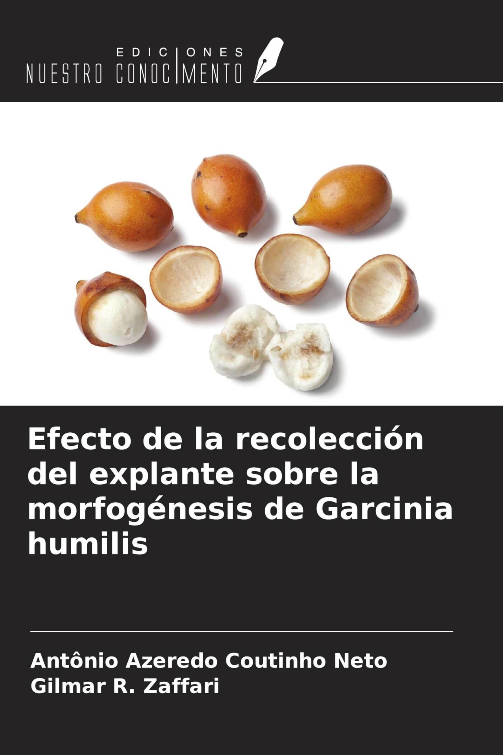 Efecto de la recolección del explante sobre la morfogénesis de Garcinia humilis Natural Sciences
