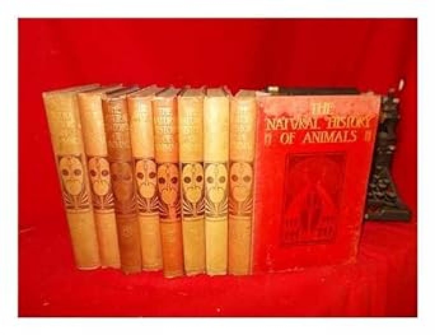 Natural History of Animals: The Animal Life of the World in Its Various Aspects and Relations Mathematics