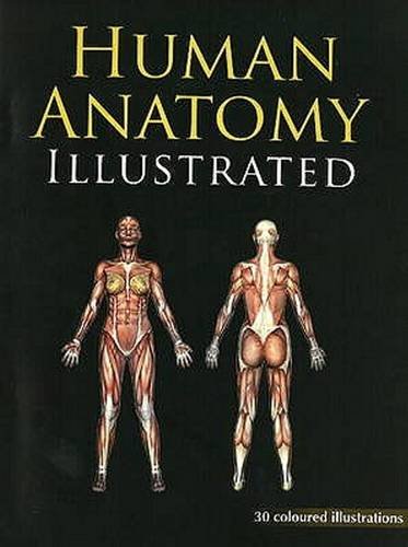 Human Anatomy Illustrated: 30 Coloured Illustrations With Marking. Medicine