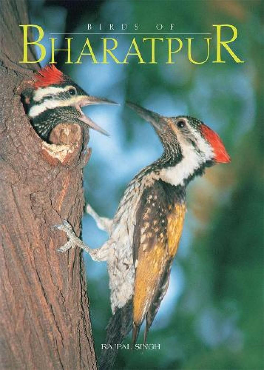 Birds of Bharatpur Mathematics