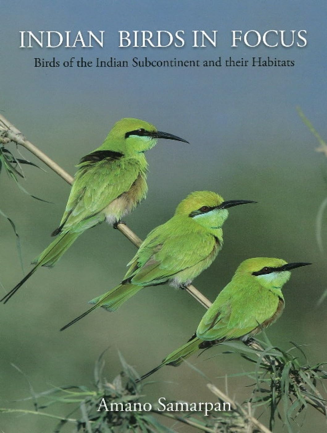Indian Birds in Focus Mathematics Books
