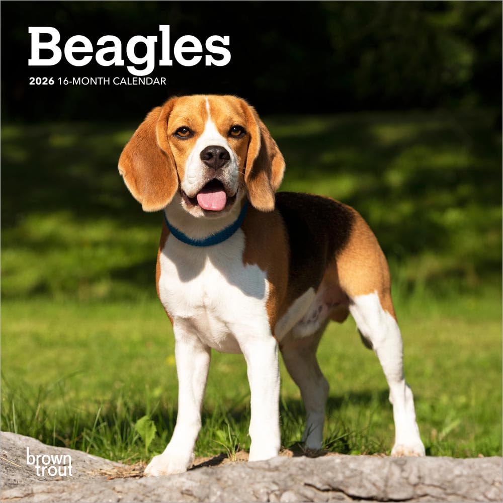 Beagles | 2026 7 x 14 Inch (Hanging) Monthly Mini Wall Calendar | BrownTrout | Animals Dog Breeds Pets