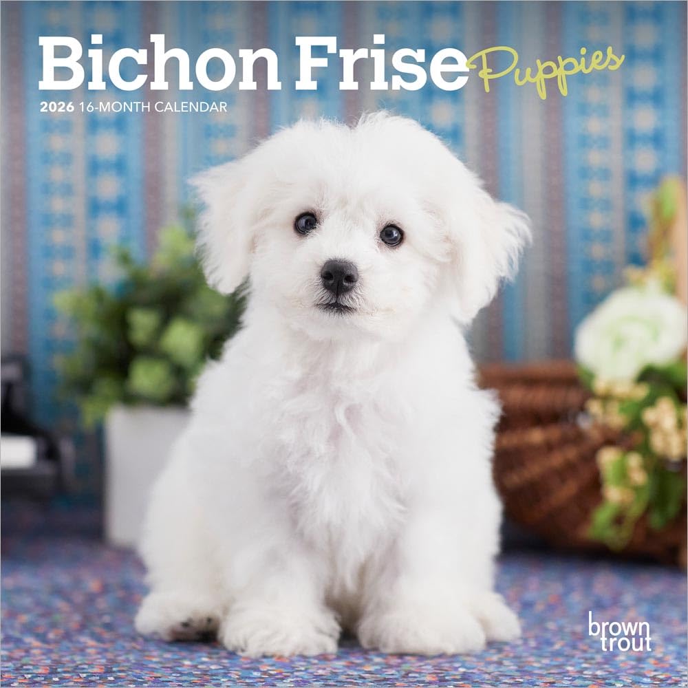 Bichon Frise Puppies | 2026 7 x 14 Inch (Hanging) Monthly Mini Wall Calendar | BrownTrout | Animals Dog Breeds Puppy Pets