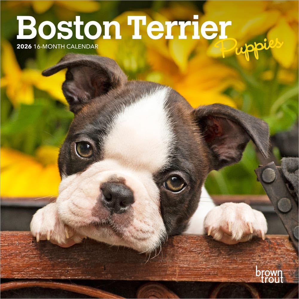 Boston Terrier Puppies | 2026 7 x 14 Inch (Hanging) Monthly Mini Wall Calendar | BrownTrout | Animals Dog Breeds Puppy Pets