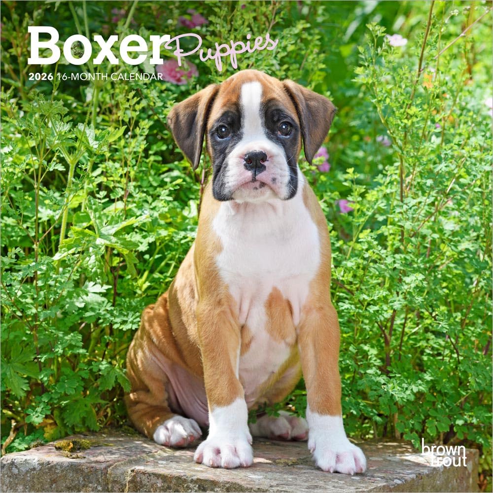 Boxer Puppies | 2026 7 x 14 Inch (Hanging) Monthly Mini Wall Calendar | BrownTrout | Animals Dog Breeds Puppy Pets