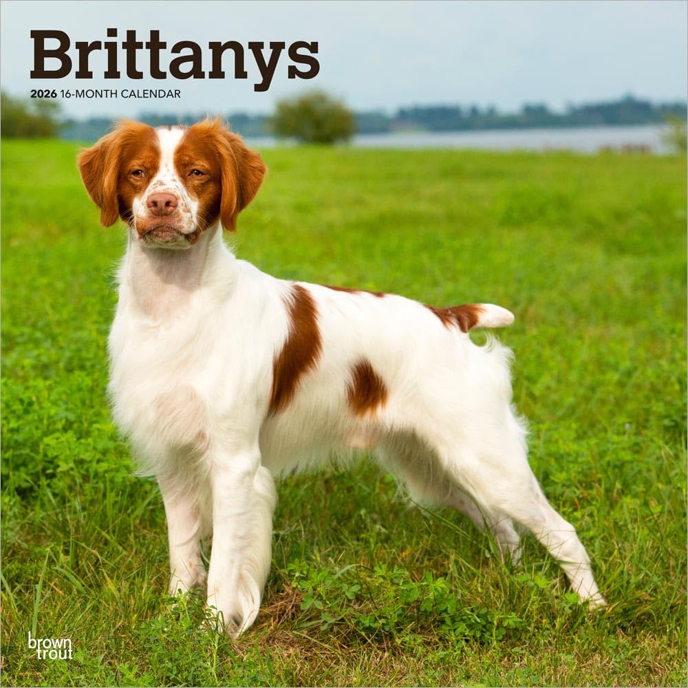Brittanys | 2026 12 x 24 Inch (Hanging) Monthly Square Wall Calendar | Plastic-Free | BrownTrout | Animals Dog Breeds Pets