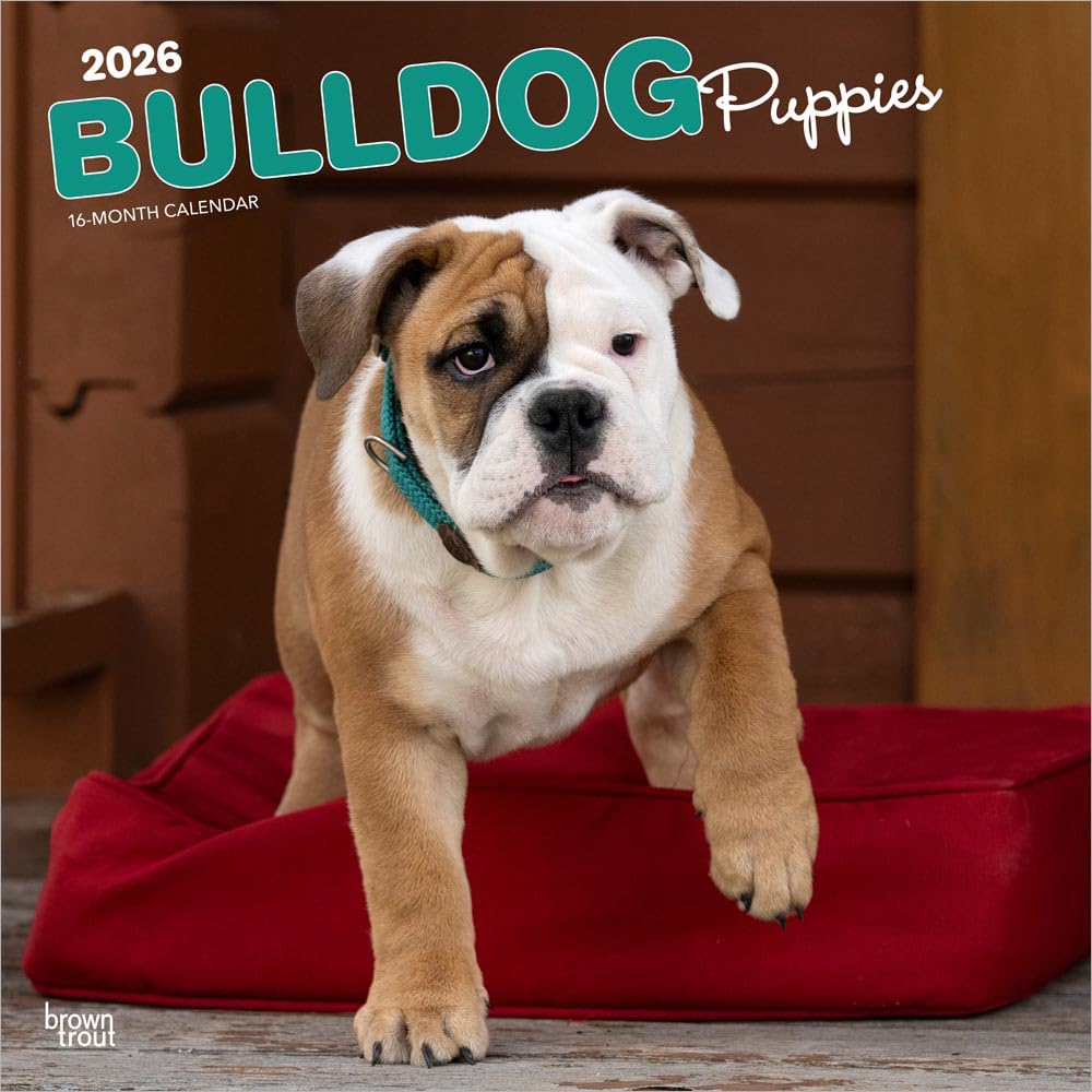 Bulldog Puppies | 2026 12 x 24 Inch (Hanging) Monthly Square Wall Calendar | Plastic-Free | BrownTrout | Animals Dog Breeds Pets
