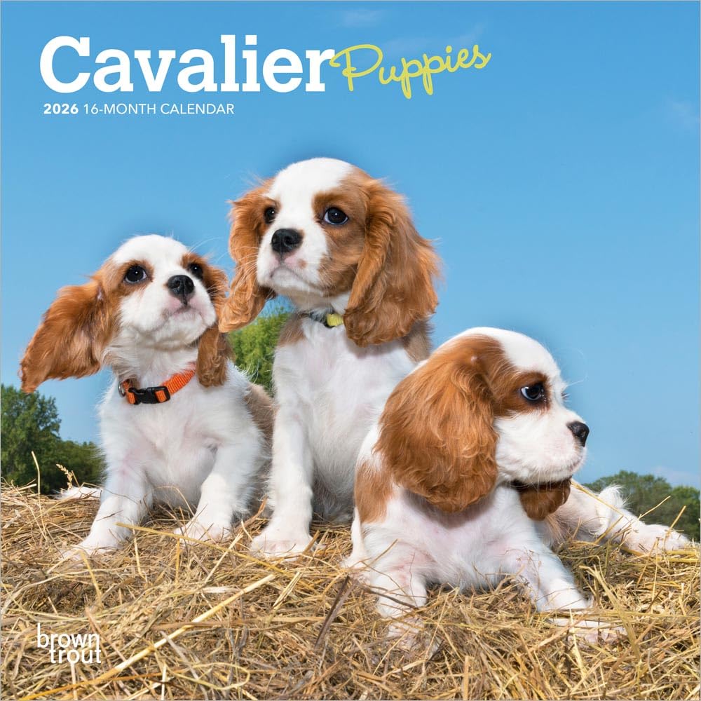 Cavalier King Charles Spaniel Puppies | 2026 7 x 14 Inch (Hanging) Monthly Mini Wall Calendar | BrownTrout | Animals Dog Breeds Puppy Pets