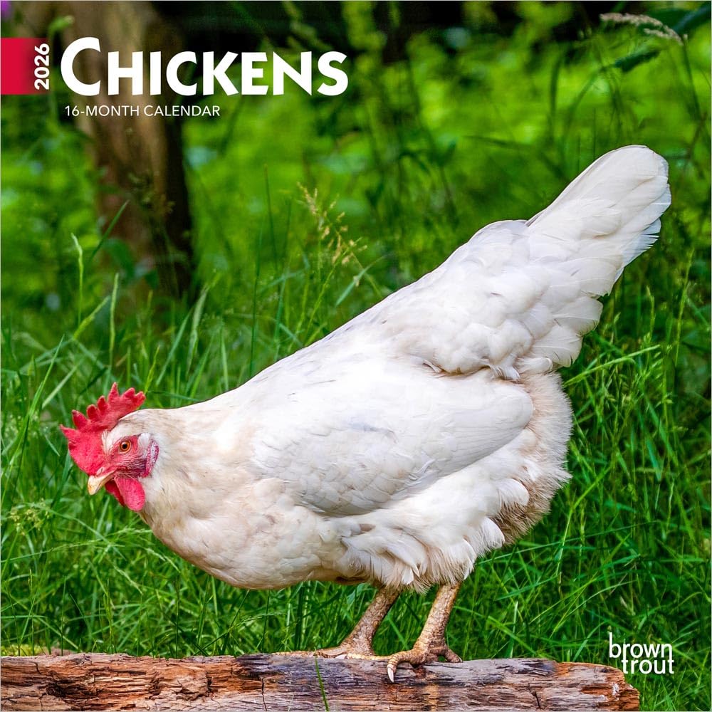 Chickens | 2026 7 x 14 Inch (Hanging) Monthly Mini Wall Calendar | BrownTrout | Domestic Farm Animals Mathematics