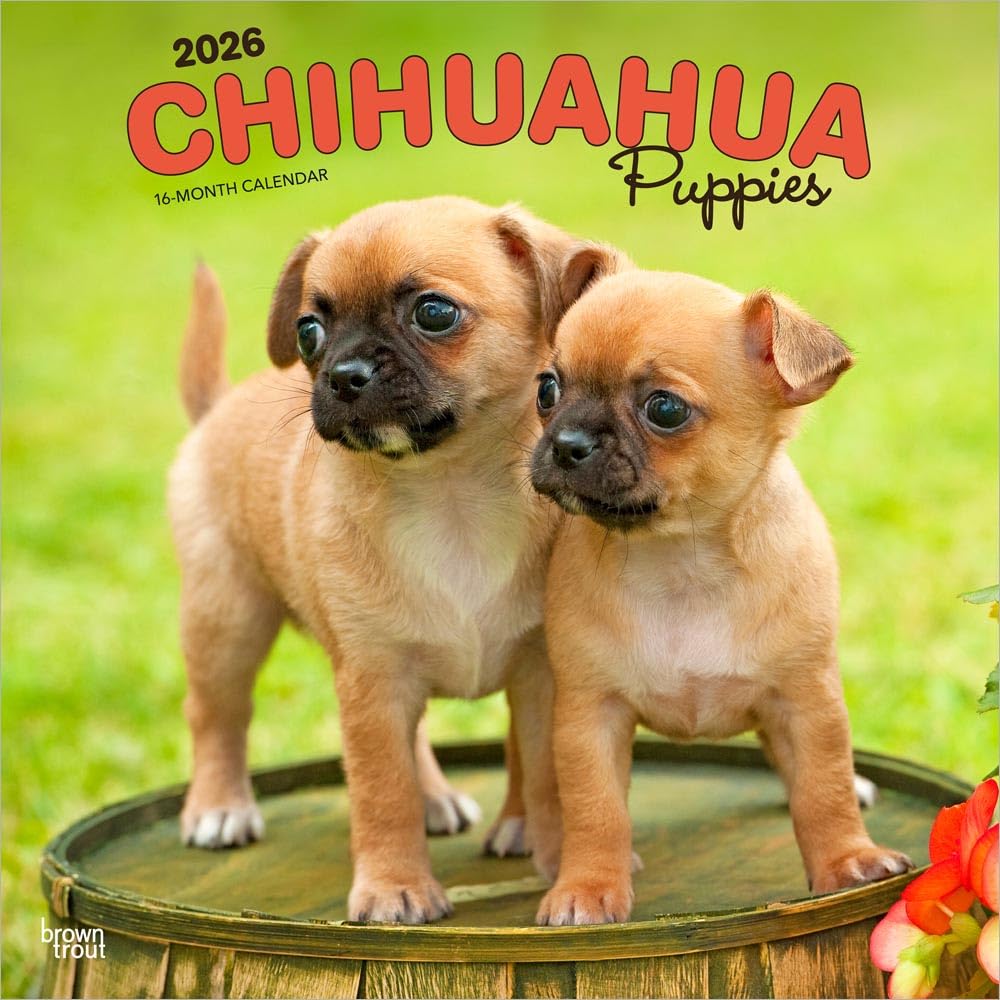 Chihuahua Puppies | 2026 12 x 24 Inch (Hanging) Monthly Square Wall Calendar | Plastic-Free | BrownTrout | Animals Small Dog Breeds Pets