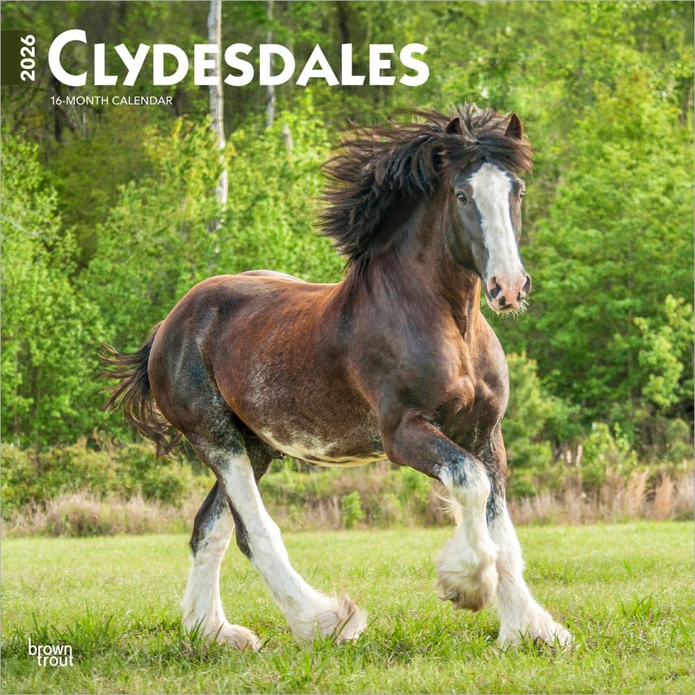 Clydesdales | 2026 12 x 24 Inch (Hanging) Monthly Square Wall Calendar | Plastic-Free | BrownTrout | Animals Horses Mathematics