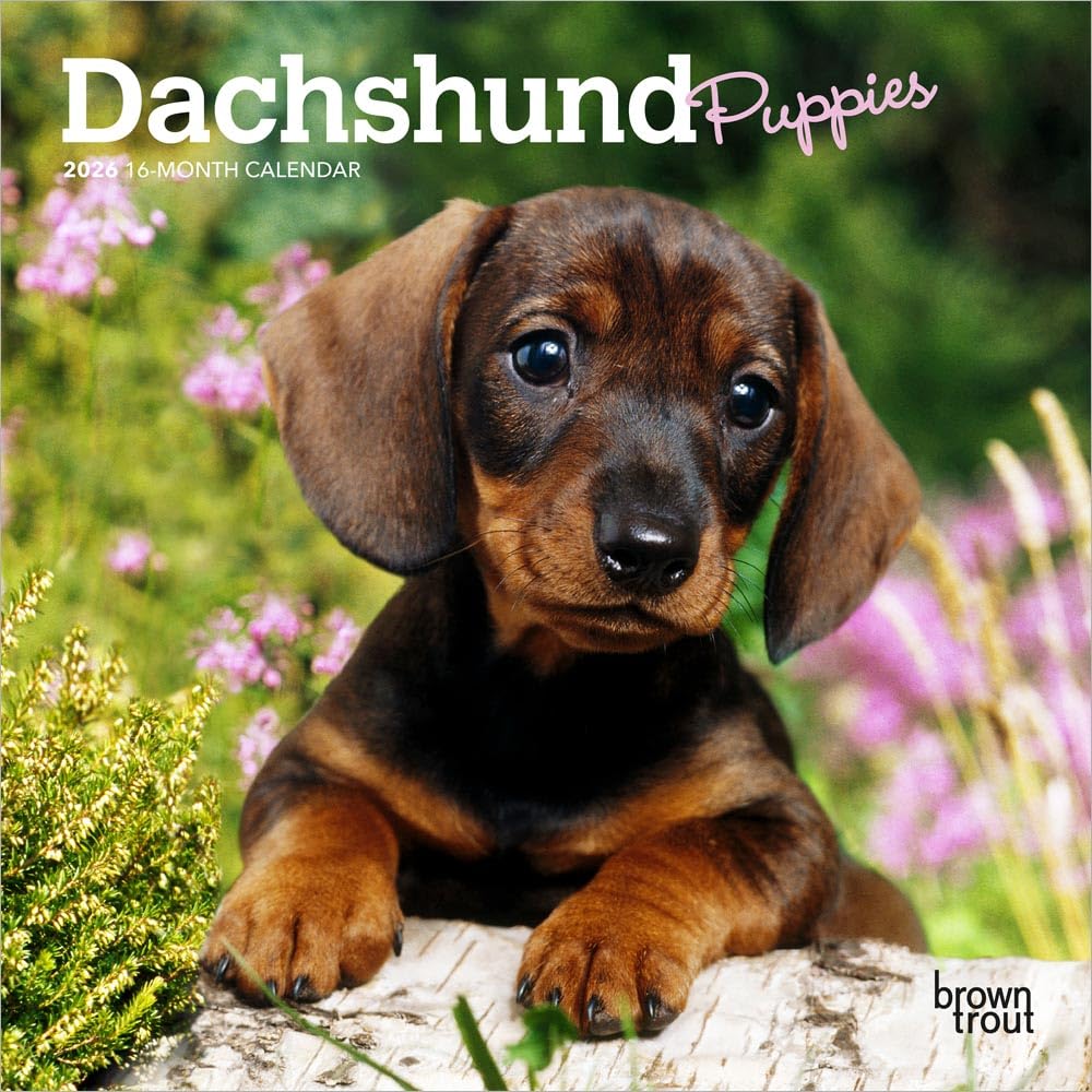 Dachshund Puppies | 2026 7 x 14 Inch (Hanging) Monthly Mini Wall Calendar | BrownTrout | Animals Dog Breeds Puppy Pets