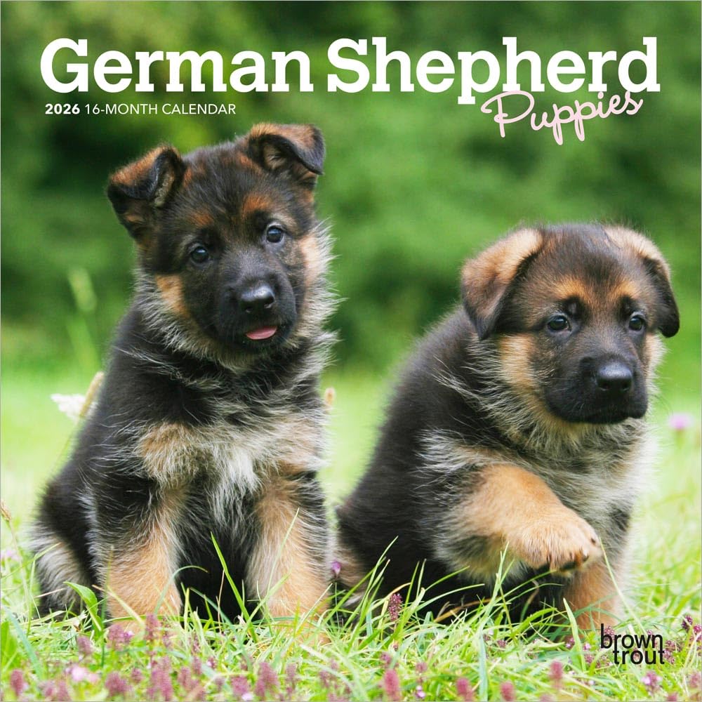 German Shepherd Puppies | 2026 7 x 14 Inch (Hanging) Monthly Mini Wall Calendar | BrownTrout | Animals Dog Breeds Puppy Pets