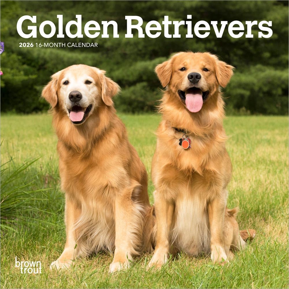 Golden Retrievers | 2026 7 x 14 Inch (Hanging) Monthly Mini Wall Calendar | BrownTrout | Animals Dog Breeds Retriever Pets